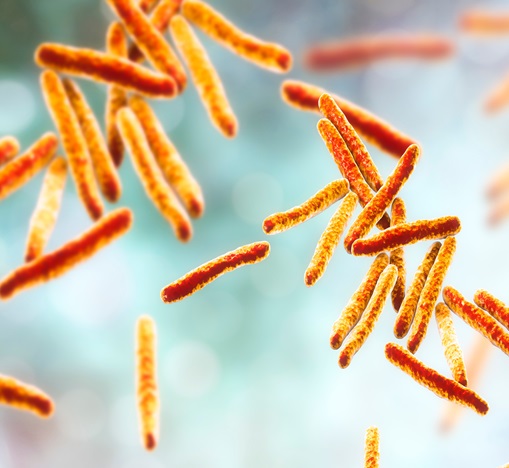Mikroskopische Aufnahme von orangefarbenen, stäbchenförmigen Bakterien auf hellem Hintergrund, die in kleinen Gruppen angeordnet sind.